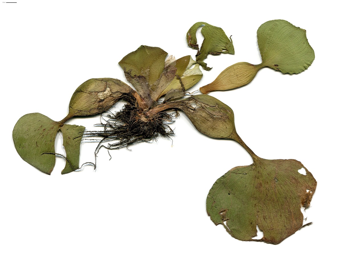 Eichhornia crassipes (Pontederiaceae)